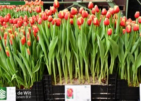 Tulipa Replay ® (1)